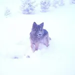 西德里斯科萨宾沃旅馆 * Węgorzewo